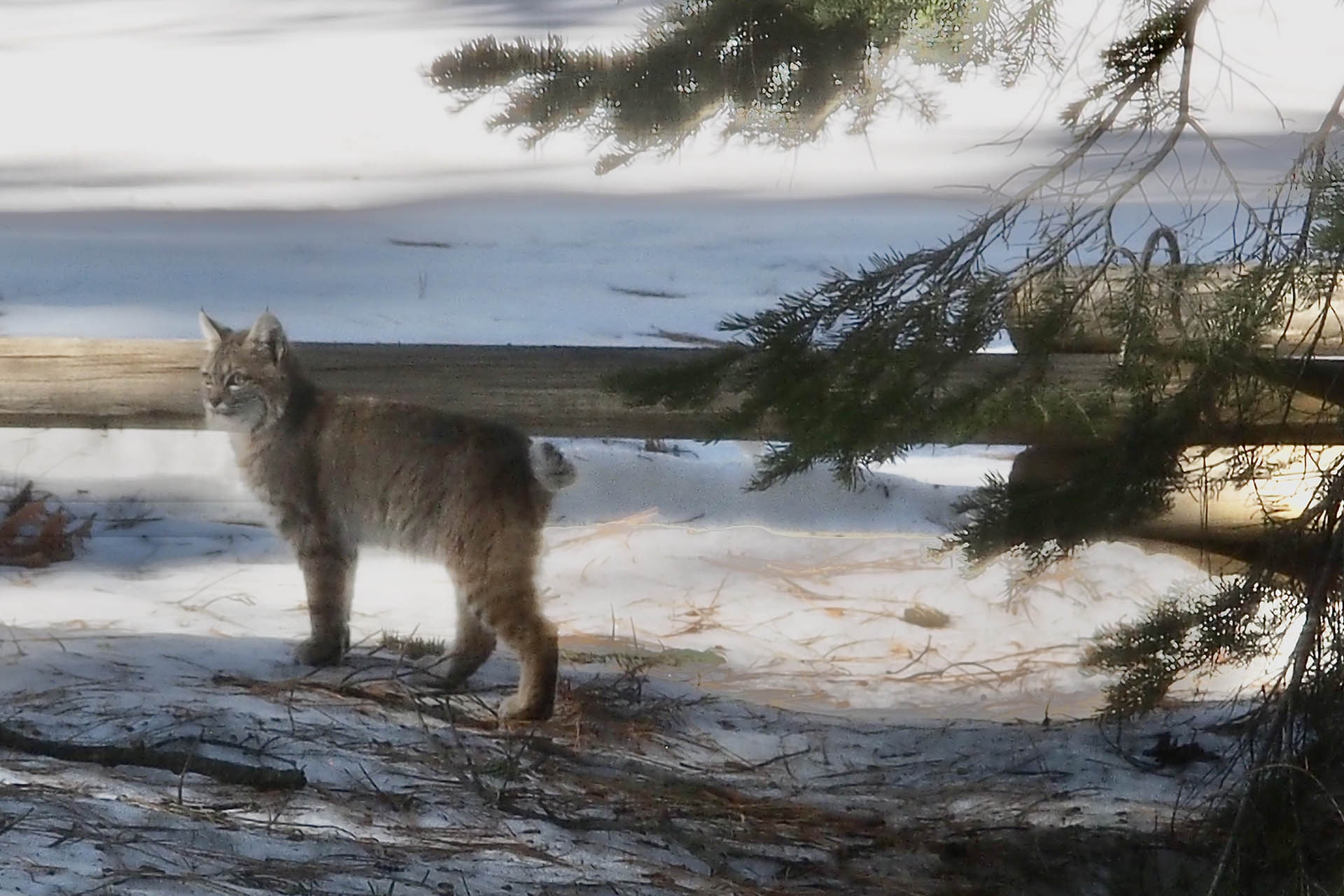 Bobcat in Alpine Five's backyard, South Lake Tahoe, CA